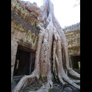 Würgefeige im Tempel Ta Prohm